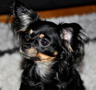 Doris